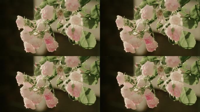 骤雨初晴-一枝在微风中摇曳的浅粉色蔷薇
