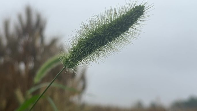 狗尾巴草特写