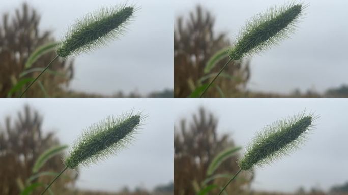 狗尾巴草特写