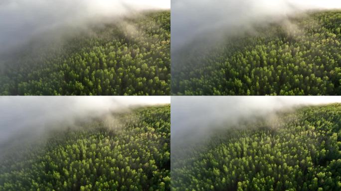 航拍云雾迷漫的阳光绿色松林
