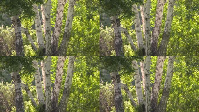 野生丛生的疣枝桦