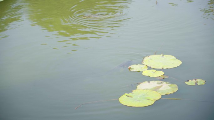 【4K原创】鲢鳙野河鱼花鲢酸菜鱼胖头鱼