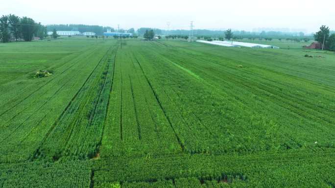 夏季麦地航拍一望无际1