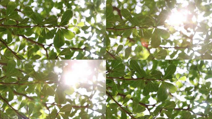 【4k原创】阳光透过树叶素材