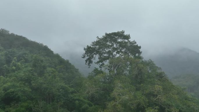 航拍西双版纳山雾