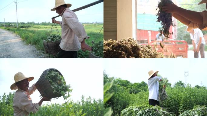 艾叶种植 种植基地