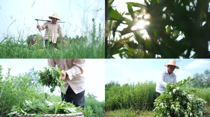 艾叶种植 种植基地