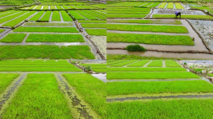 嫩绿色的秧苗成片的秧田水稻田芒种季
