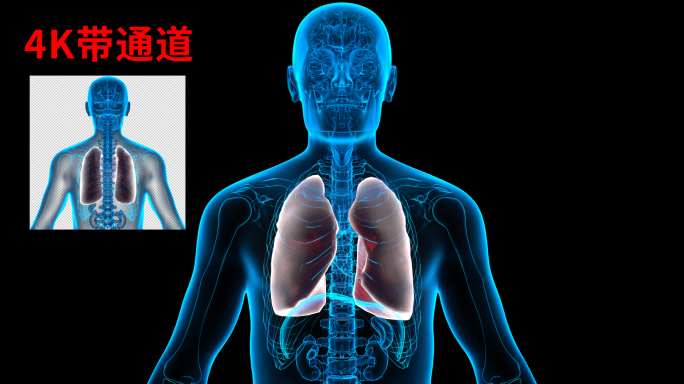 4K 肺部科幻透明呼吸科呼吸道肺结节感染