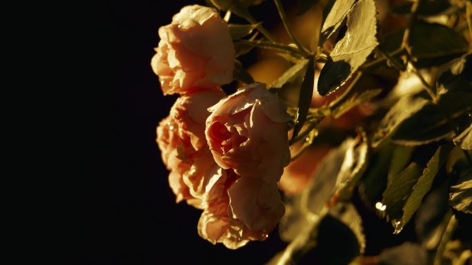 初夏清晨-在清风中摇曳的蔷薇花