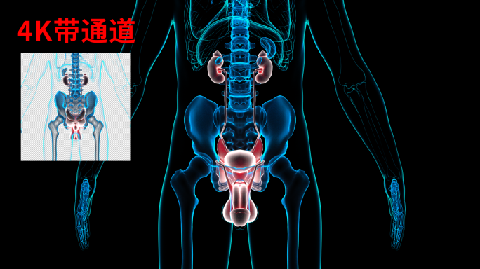 4K 男性生殖系统前列腺生殖器性器官睾丸
