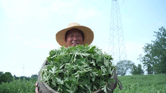 艾叶种植 种植基地