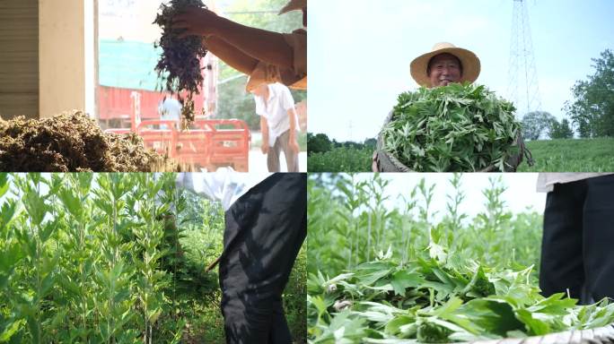 艾叶种植 种植基地