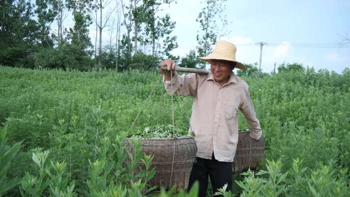 艾叶种植 割艾草