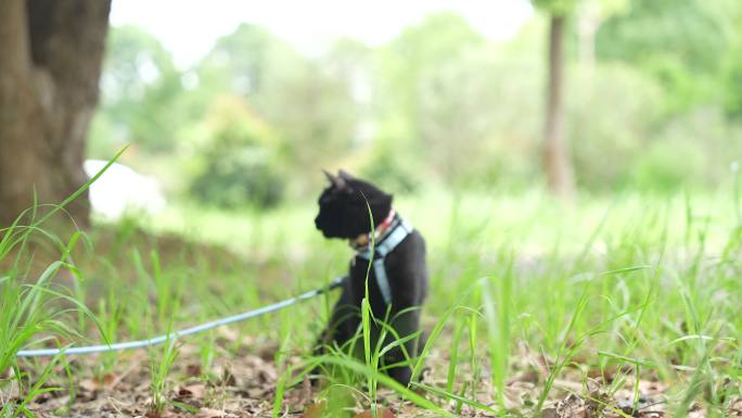 黑猫在森林（无音频）