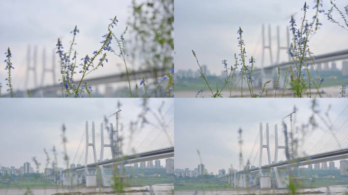 大桥下的花