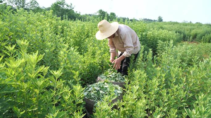 艾叶种植 割艾草