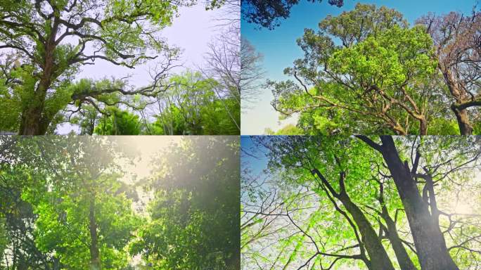 仰拍阳光树林树技树荫夏天阳光大树香樟树