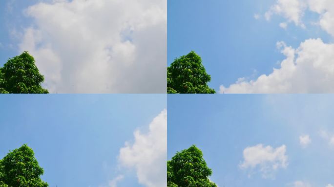 白兰树和白云飘延时