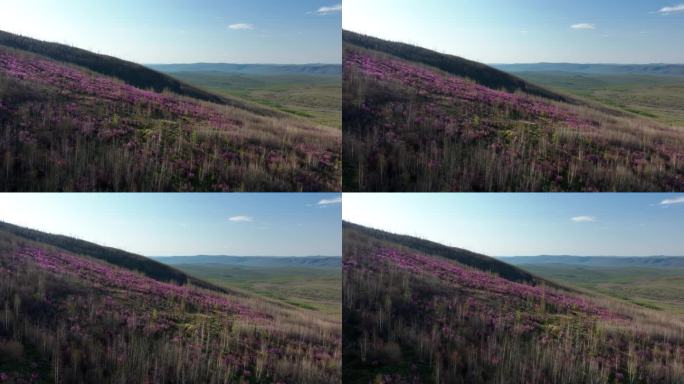 航拍大兴安岭漫山遍野的杜鹃花