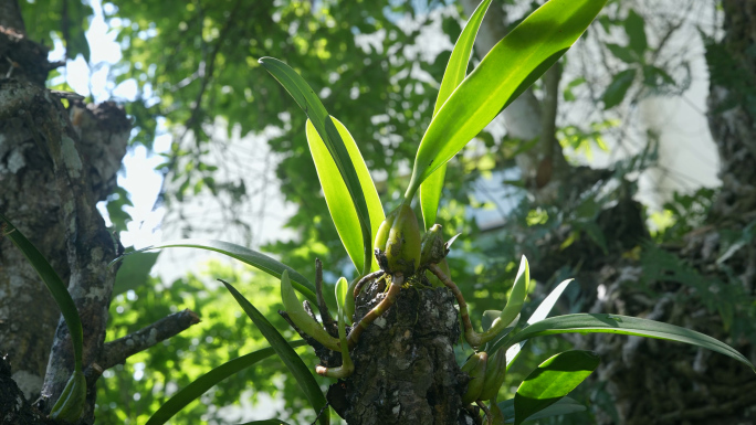 【原创】高杆古茶树生态环境航拍