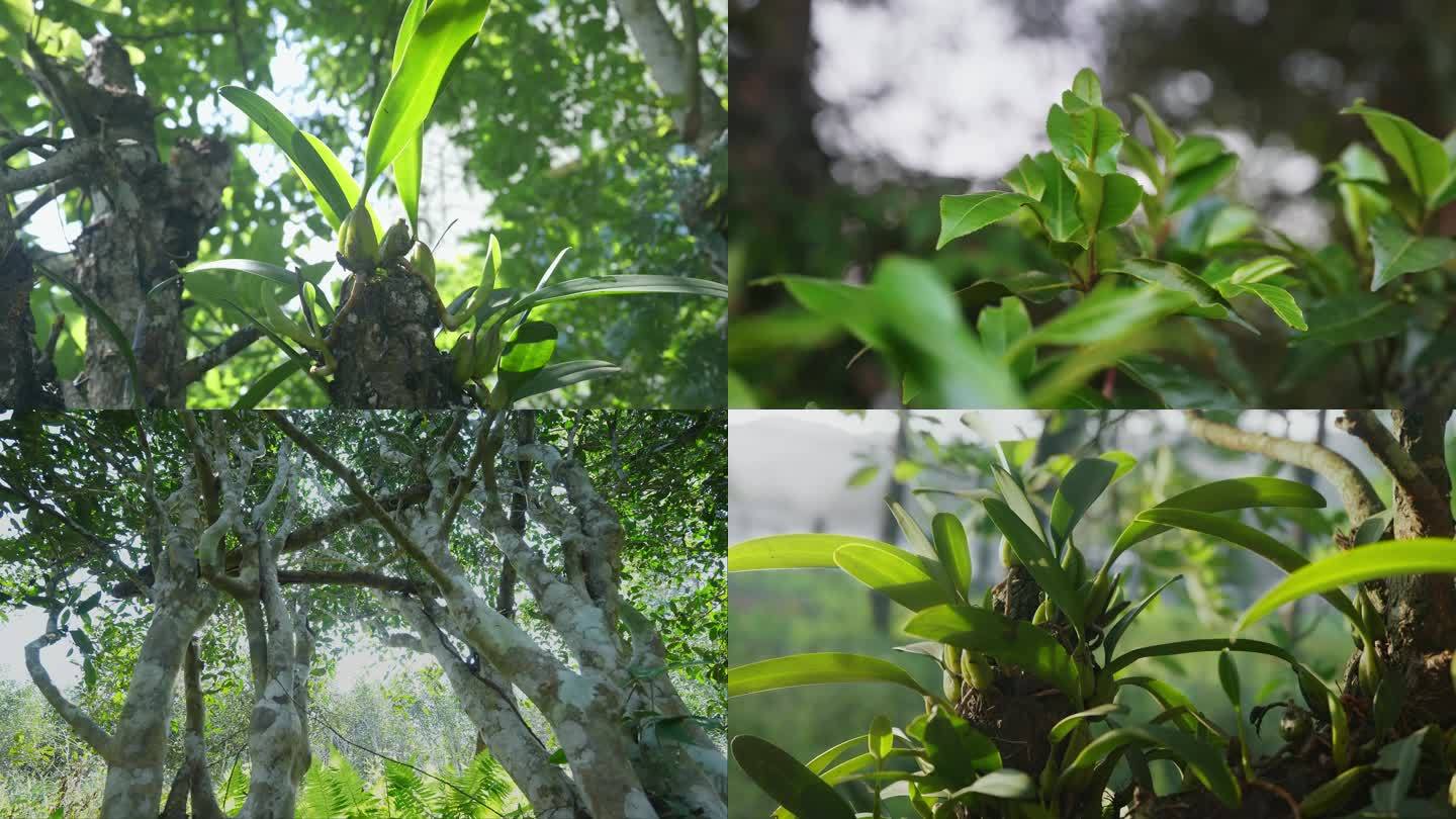 【原创】高杆古茶树生态环境航拍