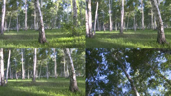 桦林和林下植被--摇拍