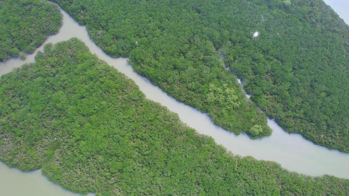 阳江红树林生态区，红光村海上森林