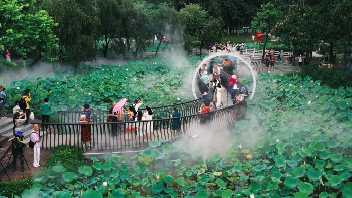 水墨荷花 仙气飘飘 仙景荷花 航拍荷花