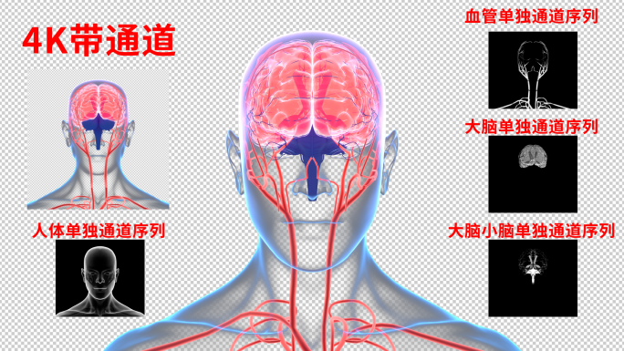 4K 大脑小脑人体器官海马体下丘脑血管