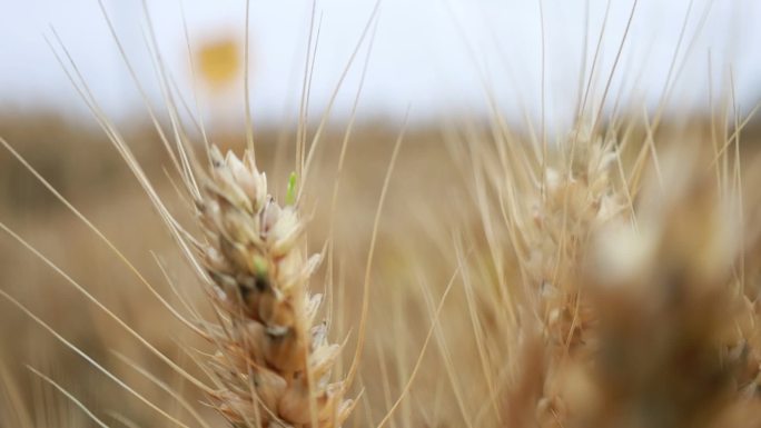 连续阴雨后的成熟小麦在田地里发霉发芽