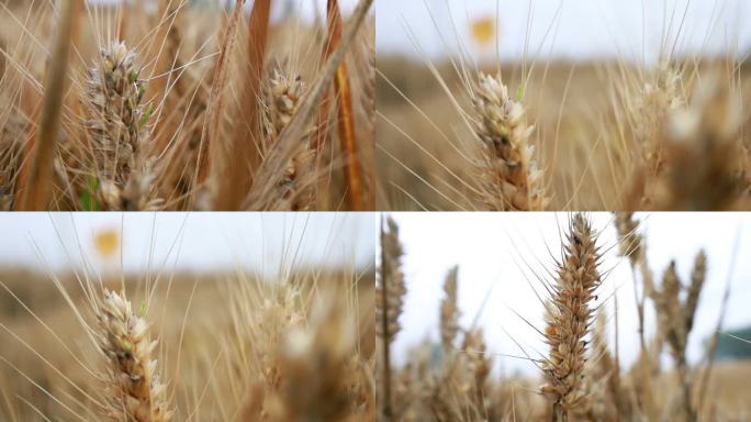连续阴雨后的成熟小麦在田地里发霉发芽