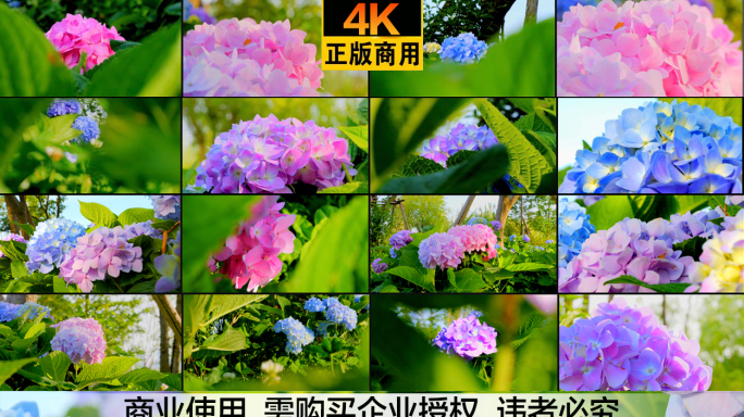 5.7K广告级画质 超高清晰  绣球花