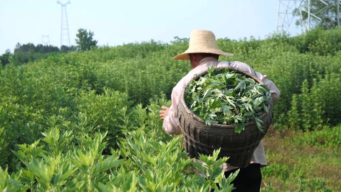 艾叶种植 种植基地