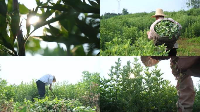 艾叶种植 种植基地