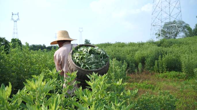 艾叶种植 种植基地