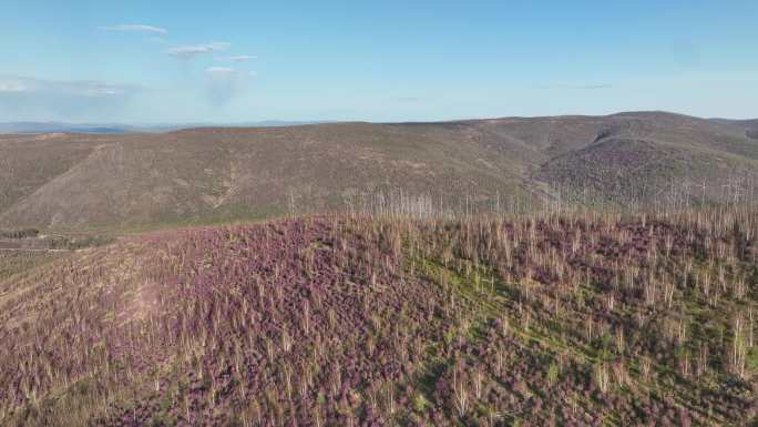 航拍大兴安岭漫山遍野的杜鹃花