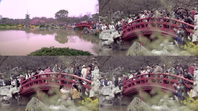 武汉东湖樱花园湖边宝塔红色小桥游客人流