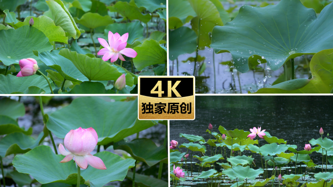 荷花荷叶雨天荷花池塘