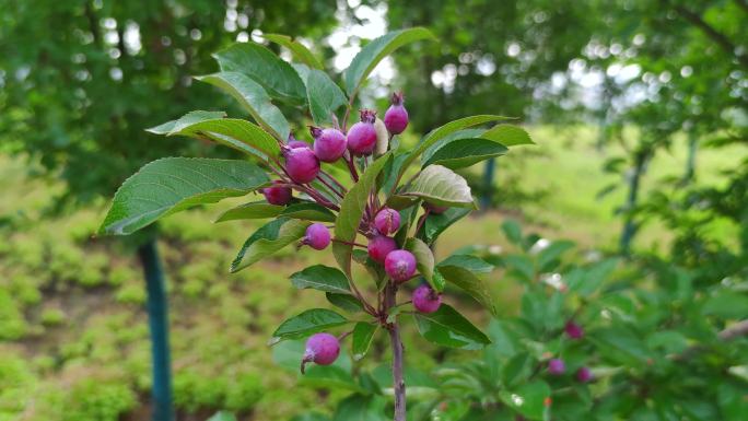 海棠果园艺绿植高清实拍