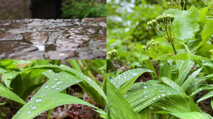 雨滴落在绿叶上 水珠露珠