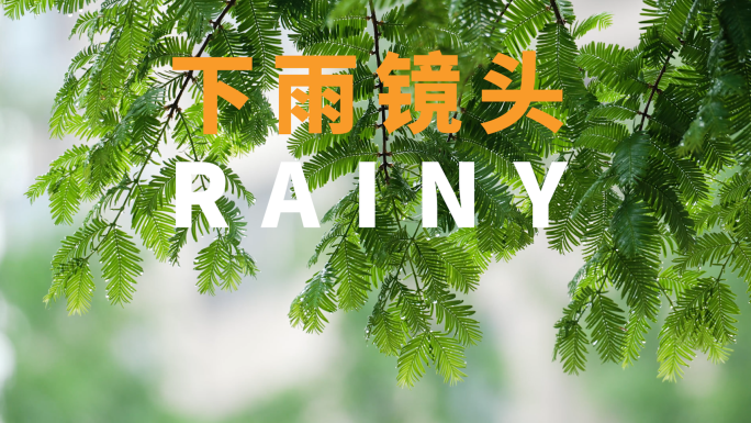 各种下雨镜头植物滴水环境空镜春夏小雨梅雨