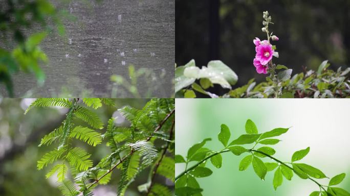 各种下雨镜头植物滴水环境空镜春夏小雨梅雨