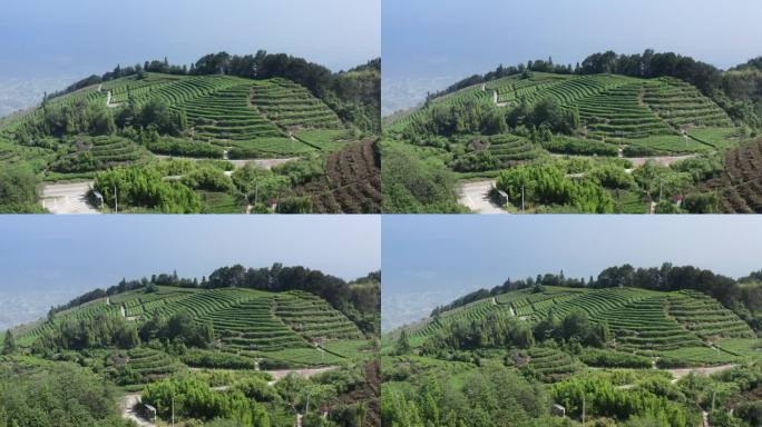 重庆永川茶山竹海风光