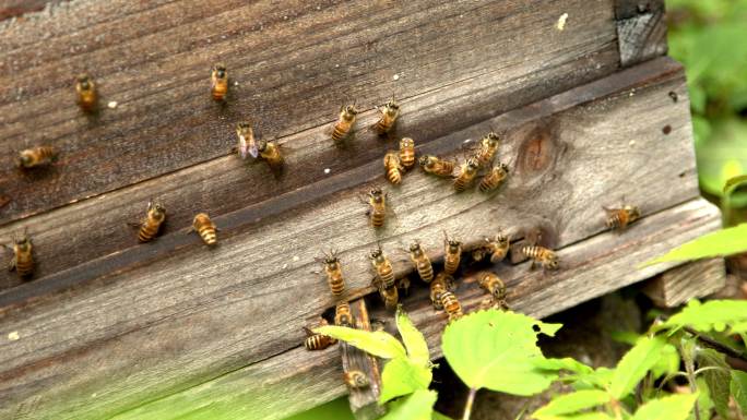 蜜蜂在蜂箱口活动
