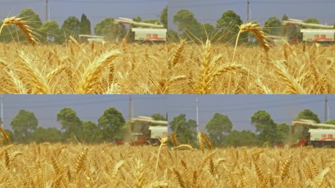 田野金黄麦穗与收割机收割场景