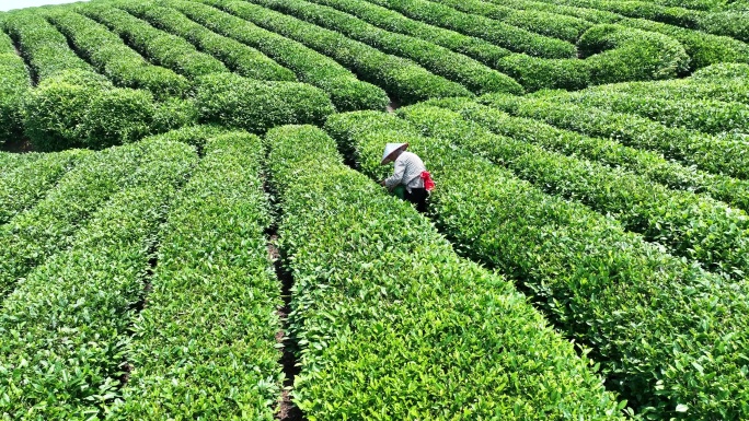 江南浙江绍兴新昌大佛龙井高山茶园茶山采茶