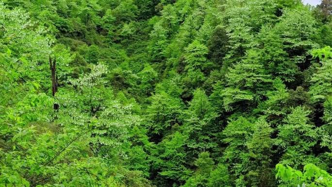 满山遍野的鸽子花盛开