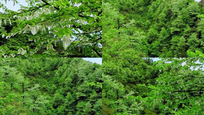 满山遍野的鸽子花盛开