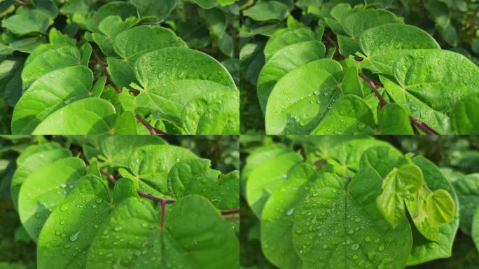 园艺绿植花草树木高清实拍